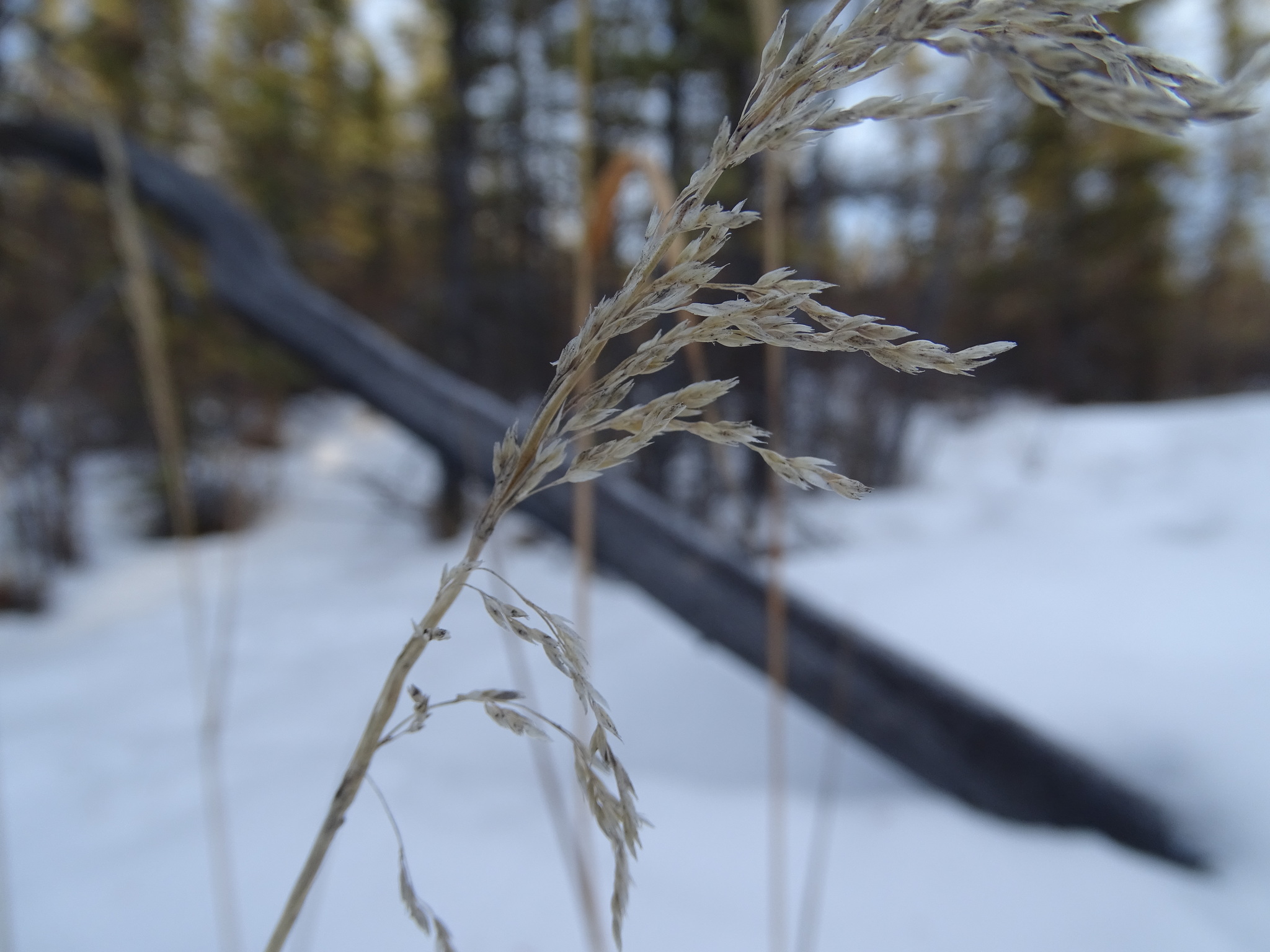 Arctagrostis