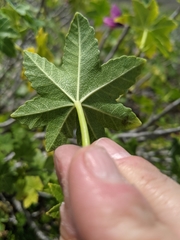 Malva assurgentiflora glabra