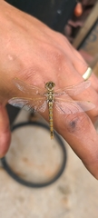 Sympetrum corruptum