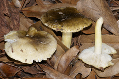 Tricholoma sejunctum