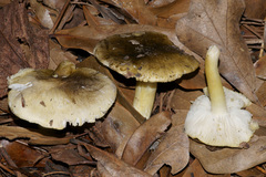 Tricholoma sejunctum