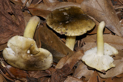 Tricholoma sejunctum