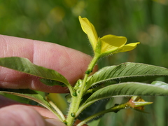Ludwigia peploides montevidensis