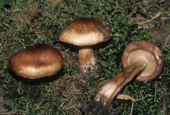 Tricholoma transmutans