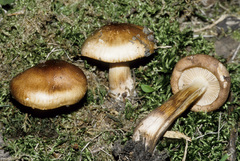 Tricholoma transmutans