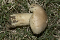 Tricholoma sulphureum
