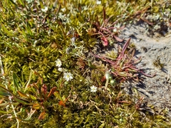Spergula morisonii