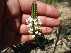 Hebenstretia robusta