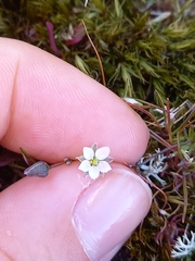 Spergula morisonii