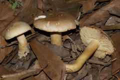 Tricholoma sulphureum