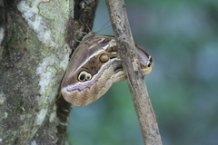 Eryphanis aesacus