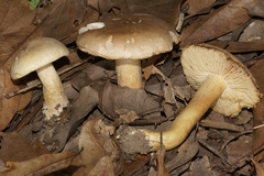 Tricholoma sulphureum