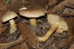 Tricholoma sulphureum