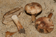 Tricholoma ustaloides