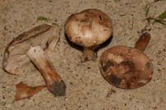 Tricholoma ustaloides