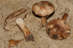 Tricholoma ustaloides