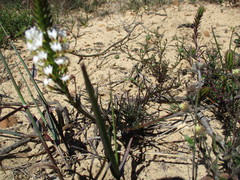 Hebenstretia robusta