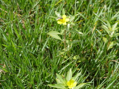 Ludwigia peploides montevidensis