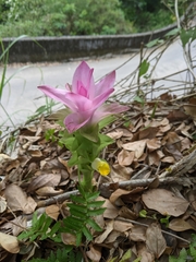 Curcuma aromatica