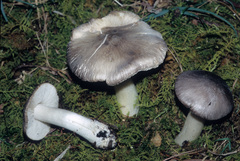 Tricholoma virgatum