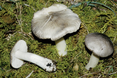 Tricholoma virgatum