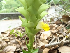 Curcuma aromatica