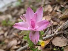 Curcuma aromatica