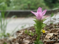 Curcuma aromatica
