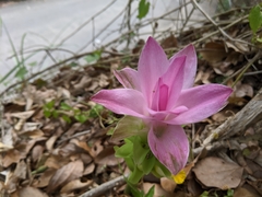 Curcuma aromatica