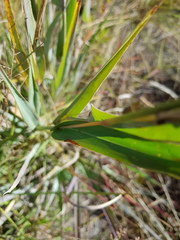 Diheteropogon amplectens