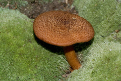 Tricholomopsis formosa