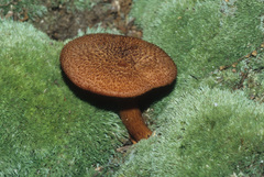 Tricholomopsis formosa