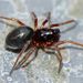 Dwarf Spiders - Photo (c) Steve Kerr, some rights reserved (CC BY), uploaded by Steve Kerr