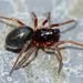 Common Money Spider - Photo (c) Steve Kerr, some rights reserved (CC BY), uploaded by Steve Kerr