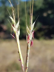 Diheteropogon amplectens