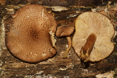 Tricholomopsis formosa