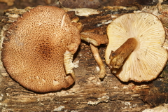 Tricholomopsis formosa