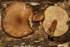 Tricholomopsis formosa
