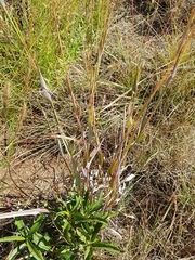 Diheteropogon amplectens