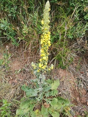 Verbascum boerhavii