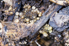 Trichophaeopsis bicuspis