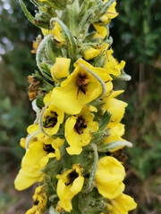 Verbascum boerhavii