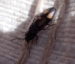 Selatosomus suckleyi