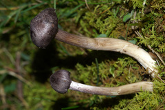 Entoloma violaceum