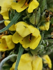 Verbascum boerhavii
