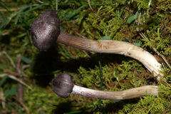 Entoloma violaceum