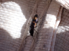 Selatosomus suckleyi