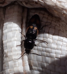 Selatosomus suckleyi