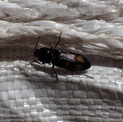 Selatosomus suckleyi