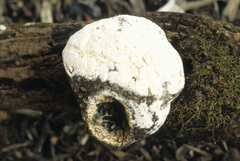 Trichothecium roseum